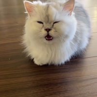 飼い主の側に座る子猫