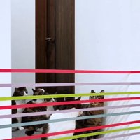 家の中に張ってあるテープを見る猫達