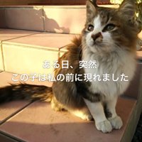 外で座る子猫