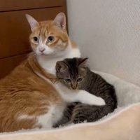 子猫を抱きしめる猫3
