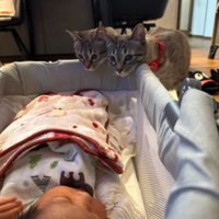 猫と赤ちゃん