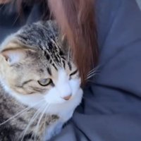 投稿主さんにバックハグされるキジ白猫
