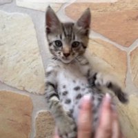 床の上にお腹を出して寝転がるキジトラ猫の子猫