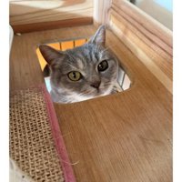 ハウスに入っている猫