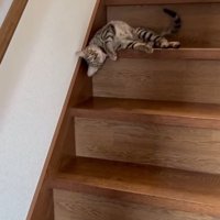 歓迎