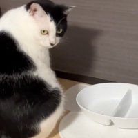 振り向く猫