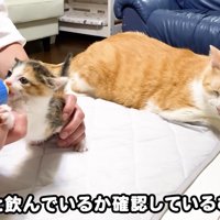 むぎくんが見守る様子