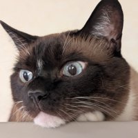 猫の顔
