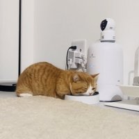 給餌機のごはんを食べるマンチカン