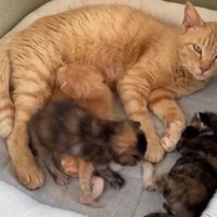 横になってカメラを見る母猫