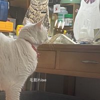テーブルの上に乗っている二つのパネルを見つめる猫