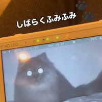 モニター目線の猫