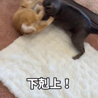 白いラグの上でケンカをしている2匹の猫