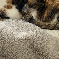 猫に座られているご主人