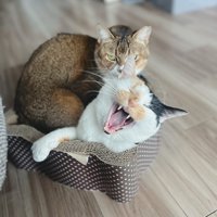 口を開ける三毛猫
