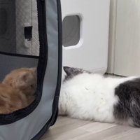 キャリーに入っている猫を近くで見ている猫