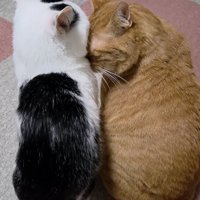 白黒猫に額をつける猫