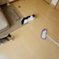 モップを追い掛ける子猫と見守る母猫