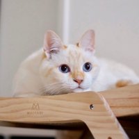 白い猫が伏せている