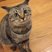 飼い主を見ている猫