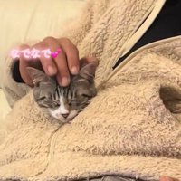 なでられて気持ちよさそうな猫