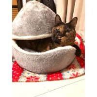 猫ベッドにいる猫