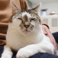 目を細めるささみくん