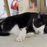 ひまわりちゃんのアップ