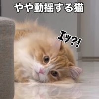 驚く猫