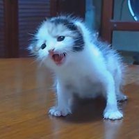 生まれて間もない子猫
