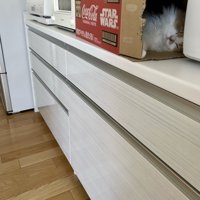 棚の上に置かれた段ボールの中にいる猫