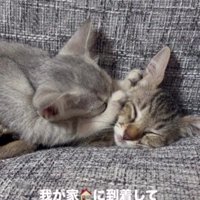 ソファで寝ている2匹の子猫