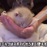 ミルクを飲む猫