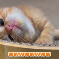 ひっくり返る途中