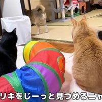 テロップ「脱走したリキを～」