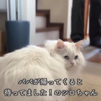 テロップ「パパが帰ってくると～」