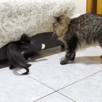 猫に猫パンチをする子猫
