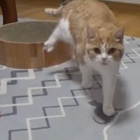 正面から歩いて来る猫