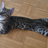 室内にいる猫