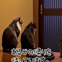 同じ方向を見つめる2匹の猫