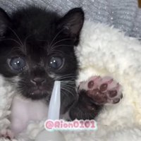 哺乳瓶に前足を伸ばす子猫