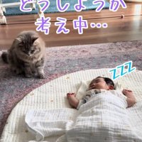 寝ている赤ちゃんのそばで思案する猫