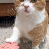 お手をしている猫
