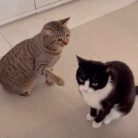 黒白に手を伸ばすキジ猫