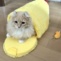 エビフライの中でくつろぐ猫