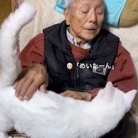 おじいちゃんのひざの上に乗る猫