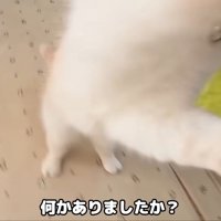 飼い主さんに猫パンチする猫さん