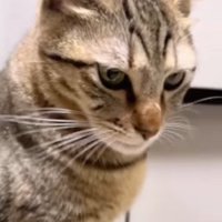 上から猫を見た様子2