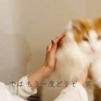 ブレている猫