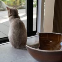 室内にいる猫